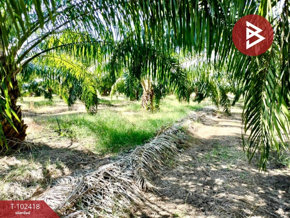 For SaleLandPhetchabun : Land for sale, area 39 rai 2 ngan 27.2 sq.wa, Wichian Buri, Phetchabun
