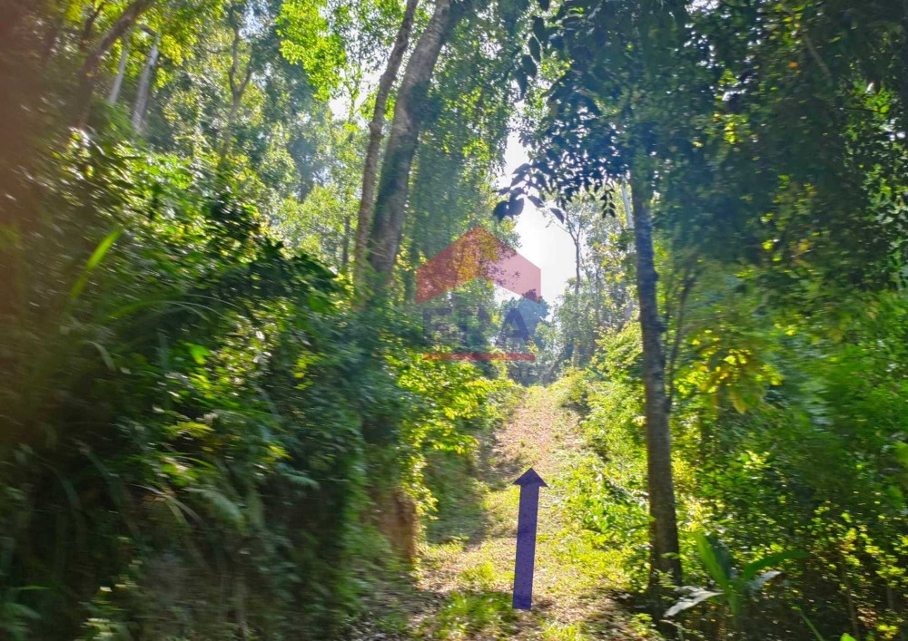 For SaleLandKrabi : Land for sale in Ao Nang, seaview, over 3 rai, Krabi Province