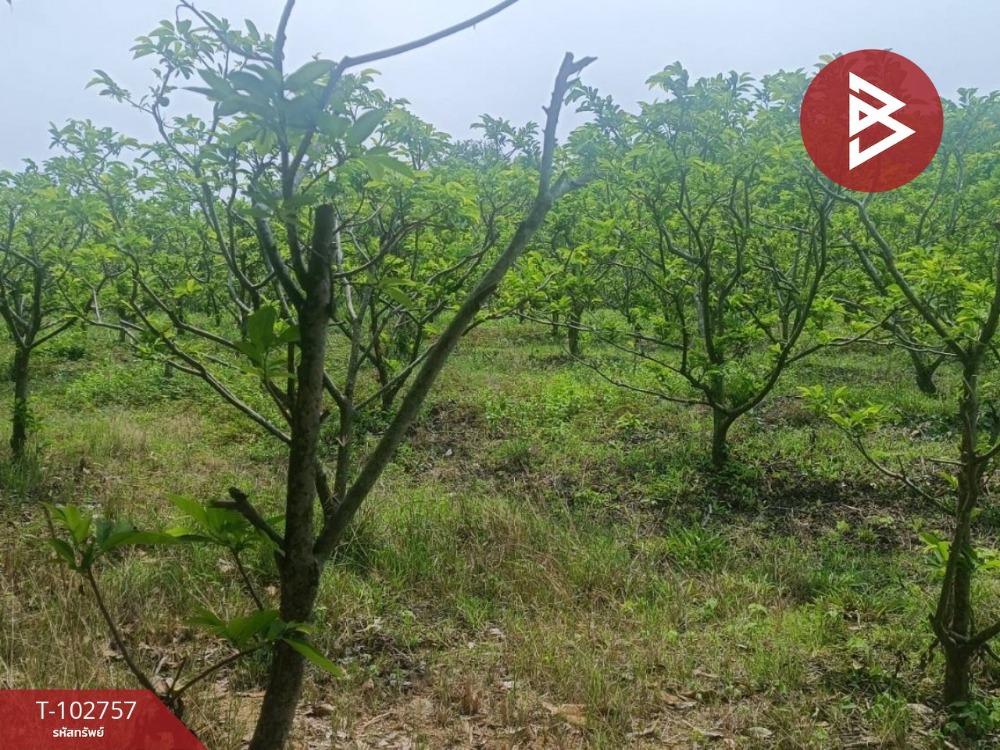 For SaleLandChanthaburi : Land for sale, area 11 rai 2 ngan 78.7 sq.wa, Soi Dao, Chanthaburi