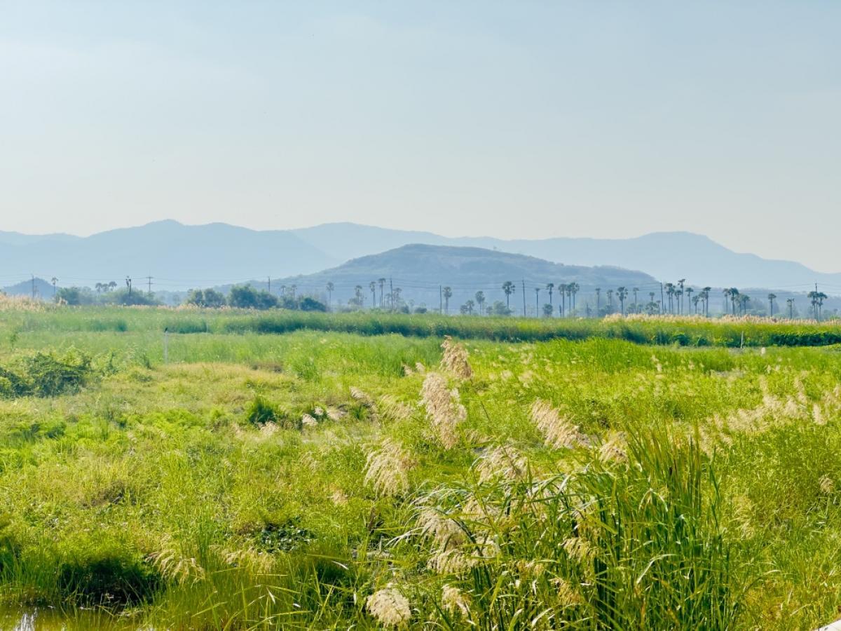 ขายที่ดินชะอำ เพชรบุรี : ขายต่ำกว่าราคาประเมิน ที่ดินแปลงใหญ่ วิวภูเขา ใกล้หาดชะอำ เนื้อทึ่ 16-1-84 ไร่ ถนนเพชรเกษม ตำบลชะอำ อำเภอชะอำ จังหวัดเพชรบบุรี