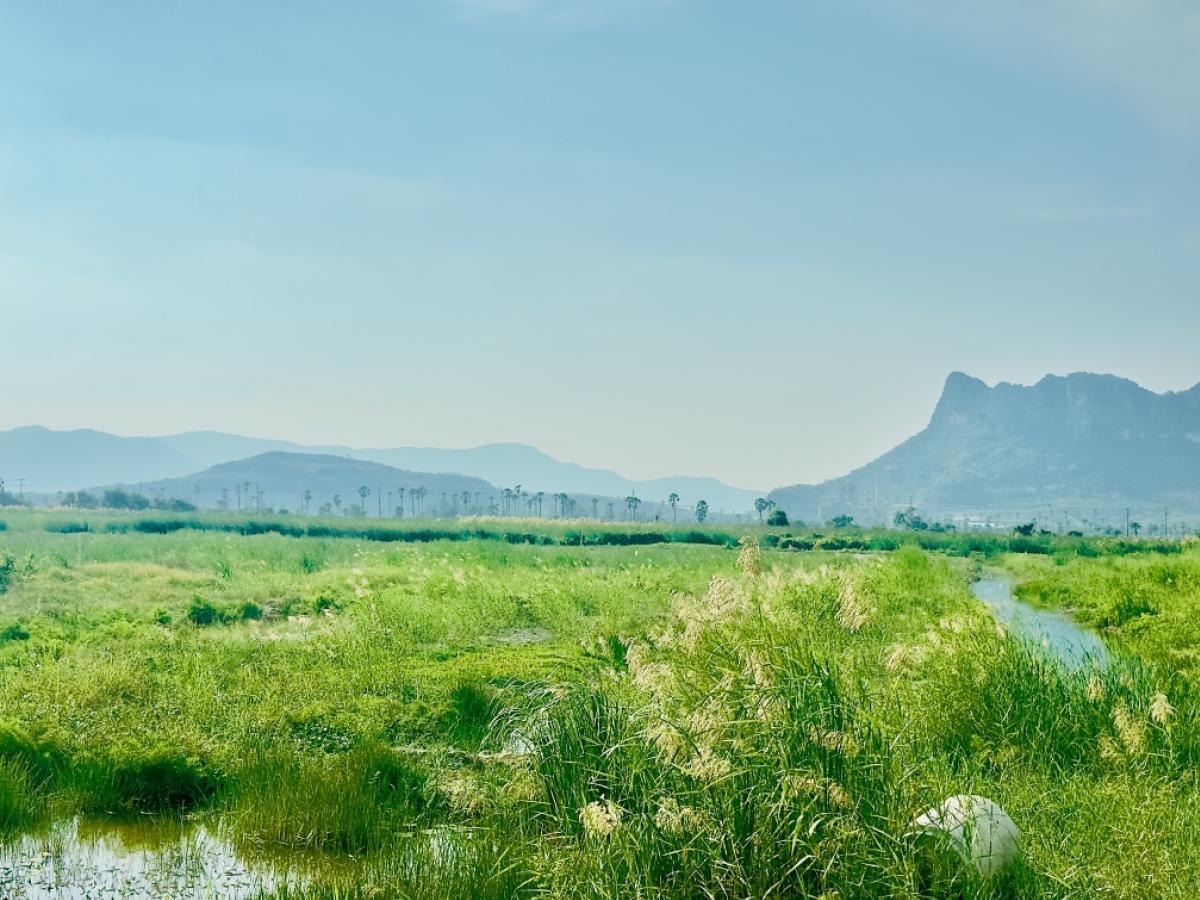 ขายที่ดินชะอำ เพชรบุรี : ขายต่ำกว่าราคาประเมิน ที่ดินแปลงใหญ่ วิวภูเขา ใกล้หาดชะอำ เนื้อทึ่ 16-1-84 ไร่ ถนนเพชรเกษม ตำบลชะอำ อำเภอชะอำ จังหวัดเพชรบบุรี