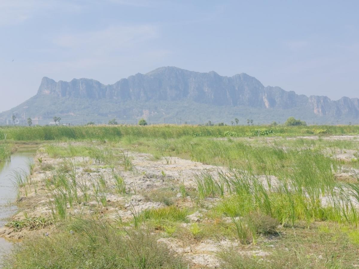 ขายที่ดินชะอำ เพชรบุรี : ขายต่ำกว่าราคาประเมิน ที่ดินแปลงใหญ่ วิวภูเขา ใกล้หาดชะอำ เนื้อทึ่ 16-1-84 ไร่ ถนนเพชรเกษม ตำบลชะอำ อำเภอชะอำ จังหวัดเพชรบบุรี