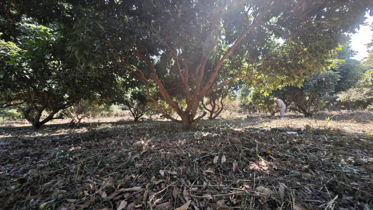 For SaleLandChiang Mai : Beautiful land plot for sale, 4 rai, 3 ngan, 99 sq m, only 1 kilometer from Makro Mae Rim, red Garuda title deed, 6 meter wide concrete road to the land, water and electricity ready, old longan orchard