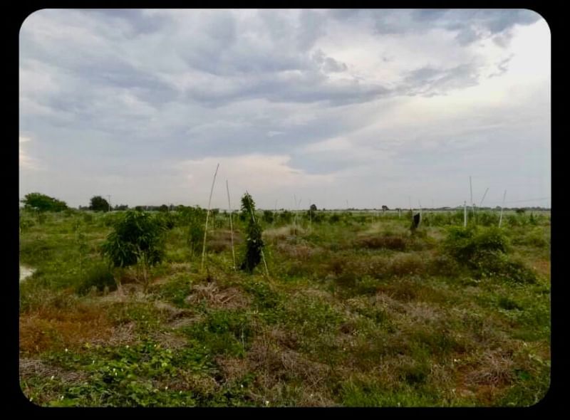 For SaleLandNakhon Pathom : (UA003)Sales Land next to the irrigation canal Kamphaeng Saen Nakhon Pathom (land plot next to Rai Na Bun)