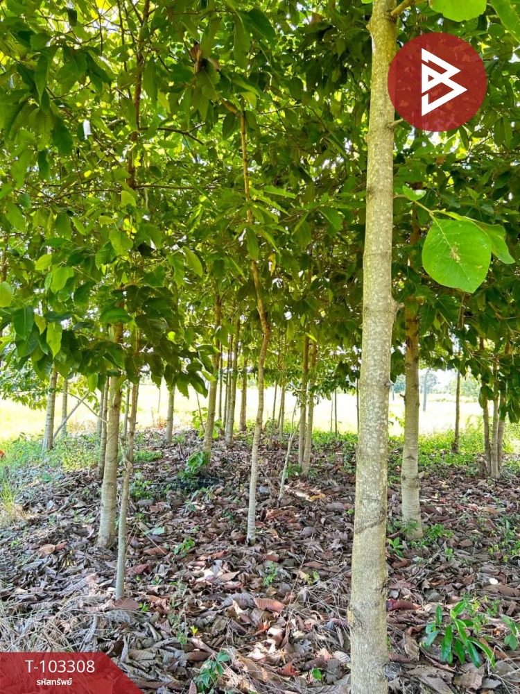 For SaleLandSi Sa Ket : Urgent sale of vacant land, area 2 rai 2 ngan 12 sq m, Wang Hin, Sisaket