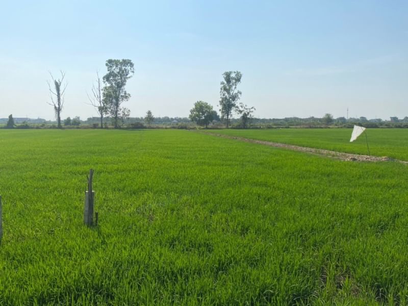 For SaleLandNonthaburi, Bang Yai, Bangbuathong : For sale 8 rai of rice field with entrance and exit 8-meter wide road (near Central Westgate)