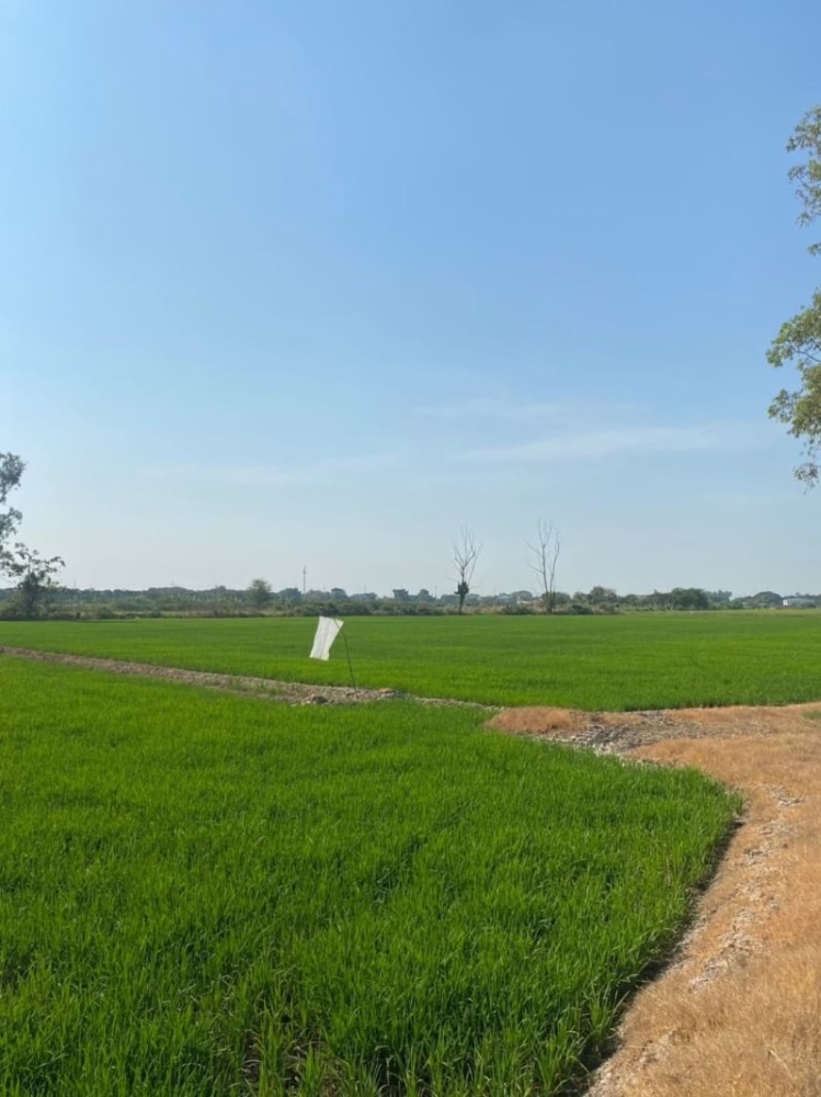 ขายที่ดินนนทบุรี บางใหญ่ บางบัวทอง : (UA002) ขาย ที่นาเนื้อที่ 8 ไร่ มีทางเข้า-ออก เขตถนนกว้าง 8 เมตร (ใกล้เซ็นทรัลเวสเกต)