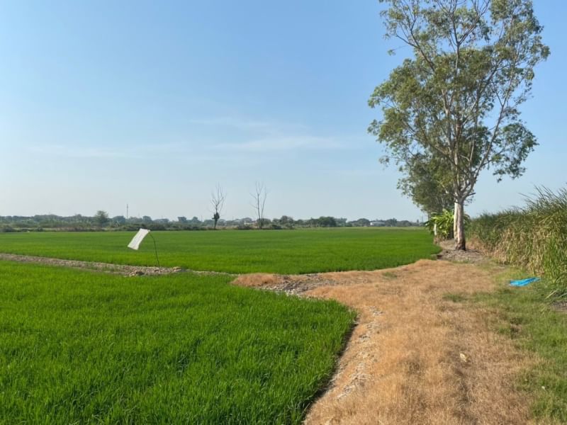 ขายที่ดินนนทบุรี บางใหญ่ บางบัวทอง : (UA002) ขาย ที่นาเนื้อที่ 8 ไร่ มีทางเข้า-ออก เขตถนนกว้าง 8 เมตร (ใกล้เซ็นทรัลเวสเกต)