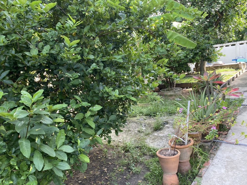 ขายบ้านอ่อนนุช อุดมสุข : ขาย บ้านเดี่ยว บ้าน 1 งาน 1111 หมู่บ้านมิตรภาพ ล็อค 4 ตรงวงเวียน ซอยอ่อนนุช 46 ถนนสุขุมวิท 77