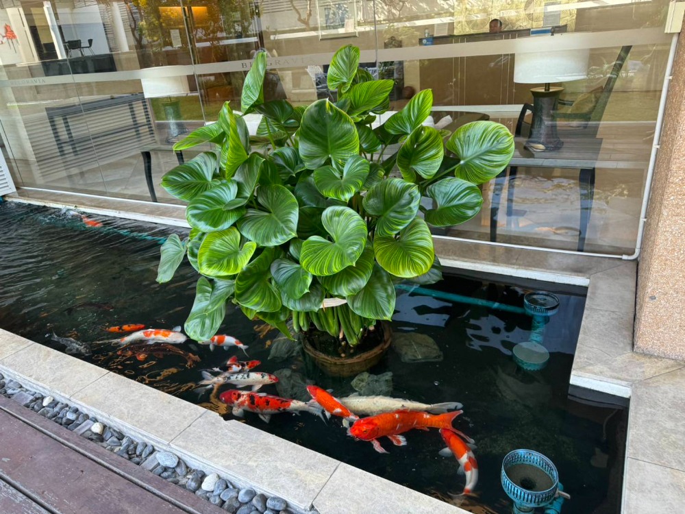 For SaleCondoSukhumvit, Asoke, Thonglor : for sale condo The Belgravia Residence 295 Sq.m (S15-13322)