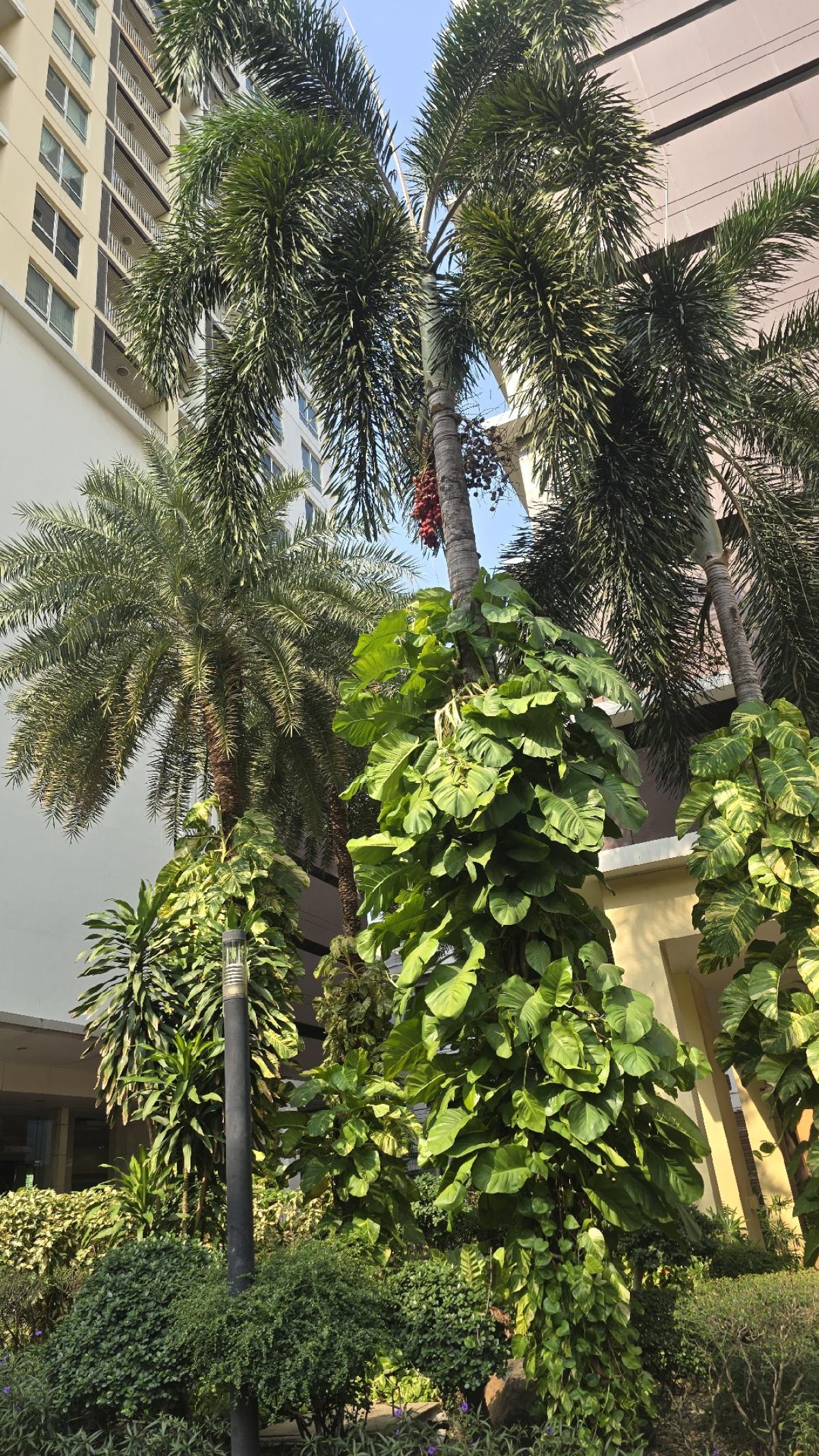 ให้เช่าคอนโดราชเทวี พญาไท : 🔥ให้เช่าด่วน🔥เดอะ คอมพลีท ราชปรารภ เดินทางสะดวก ใกล้ BTS อนุสาวรีย์ชัย 500 ม. / ใกล้ Airport Link 600 ม. 