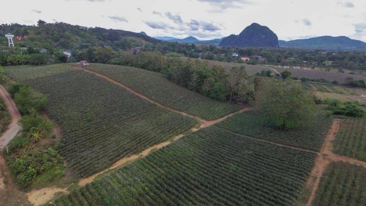 For SaleLandChiang Rai : Land for sale on the roadside, 26 rai, Chiang Rai