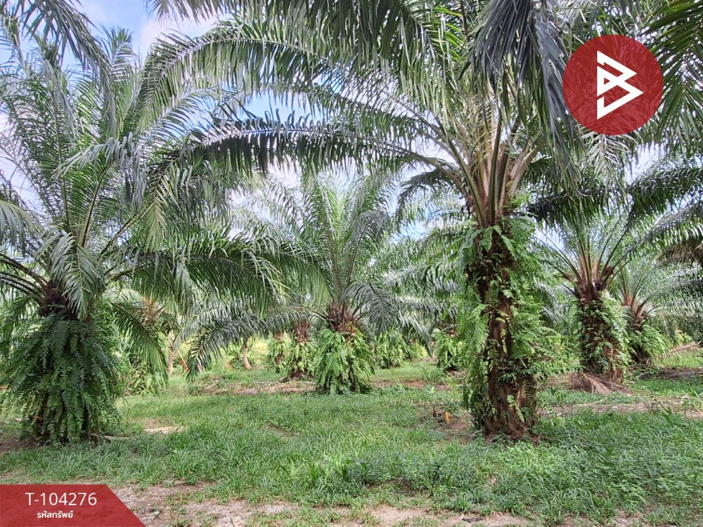For SaleLandNakhon Si Thammarat : Land for sale with fruit orchard, area 16 rai 3 ngan 40 sq m, Phra Phrom, Nakhon Si Thammarat