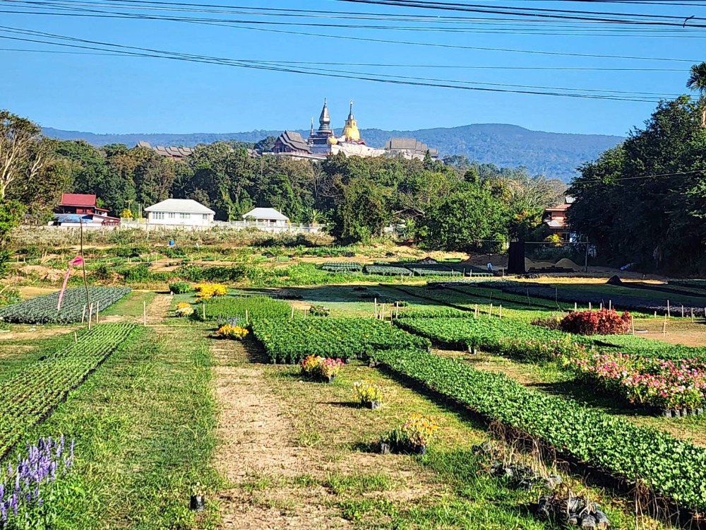 For SaleLandLoei : Land for sale, divided for sale, area size 13 rai, on the Loei-Lomsak road, beautiful land, good location, Phu Ruea District, Loei Province