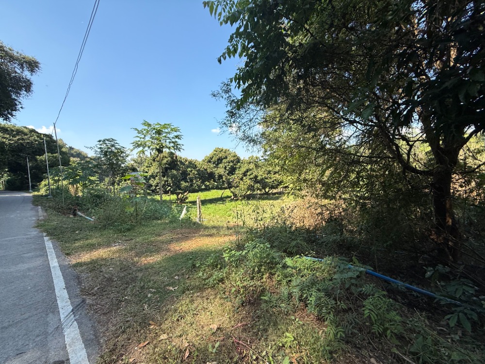 For SaleLandChiang Mai : Land for sale, Longan orchard, San Kamphaeng District, Chiang Mai, 6,368 sq m , beautiful mountain view, cheap sale