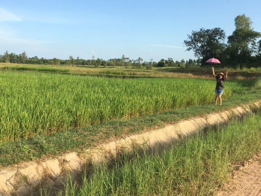 For SaleLandKalasin : 6 rai of land, 3 jobs in Ban Kho, Yang Talat Subdistrict, Yang Kalasin District