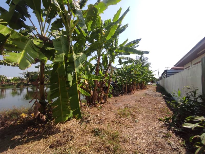 For SaleLandLadkrabang, Suwannaphum Airport : Land for sale (at Bueng), 2 rai 2 ngan 43 sq.w., Thap Yao Road, Lat Krabang District, Bangkok