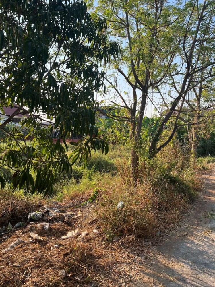 ขายที่ดินมีนบุรี-ร่มเกล้า : ขาย  ที่ดินเปล่า  คลองสามวา  ถ.ประชาร่วมใจ