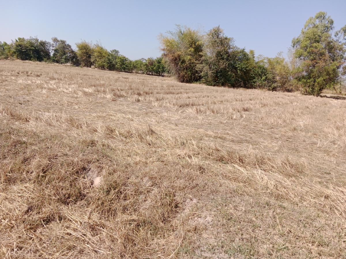 For SaleLandRoi Et : Urgent sale, the owner sells by themselves, beautiful, natural, near the pump near