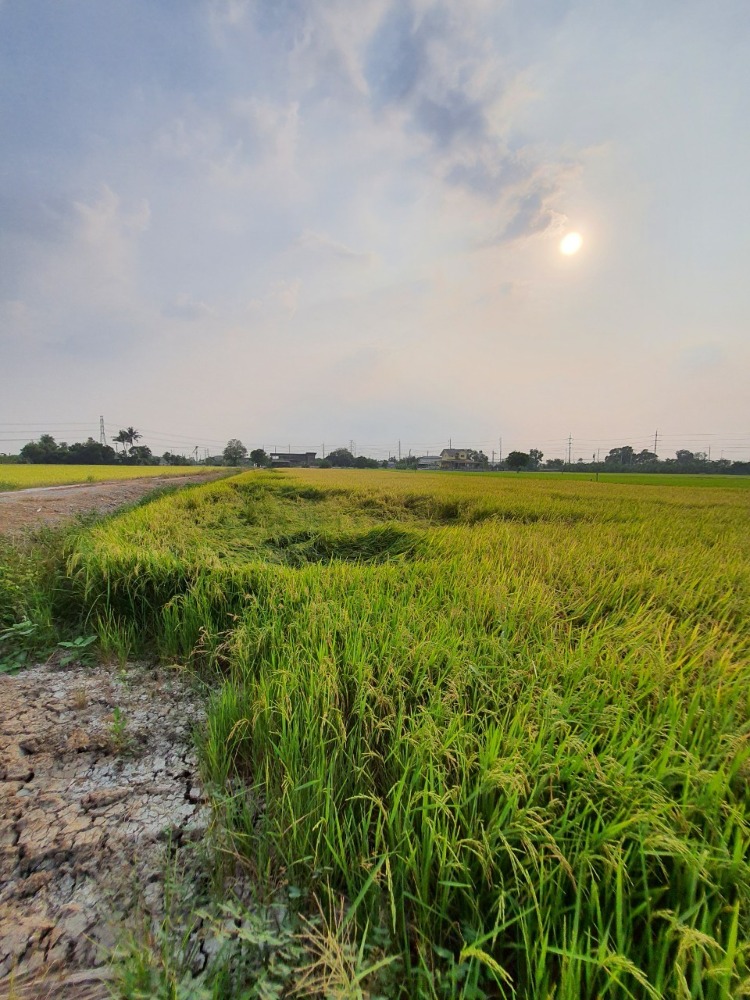 For SaleLandNonthaburi, Bang Yai, Bangbuathong : Land for sale 4 rai, Ban Kluai-Sai Noi Road