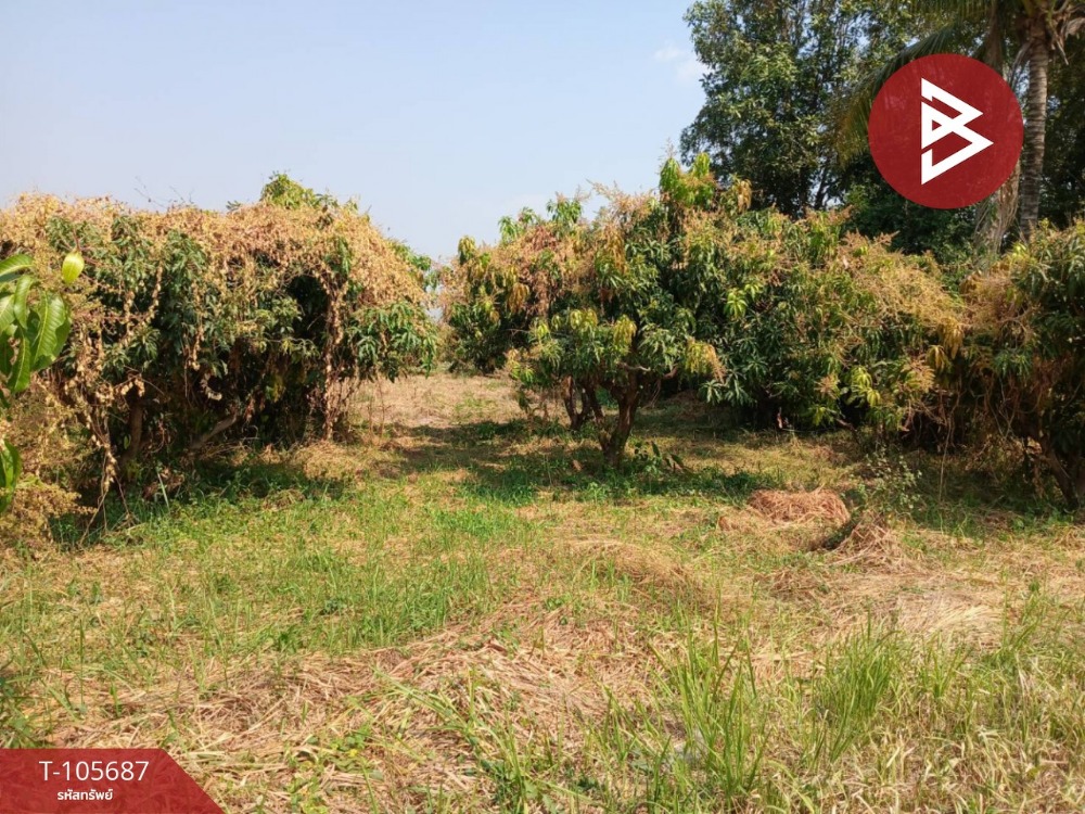 For SaleLandPhitsanulok : Sell ​​empty land, suitable for fruit orchard, area of ​​6 rai 65 sq.wah, Wang Thong Phitsanulok