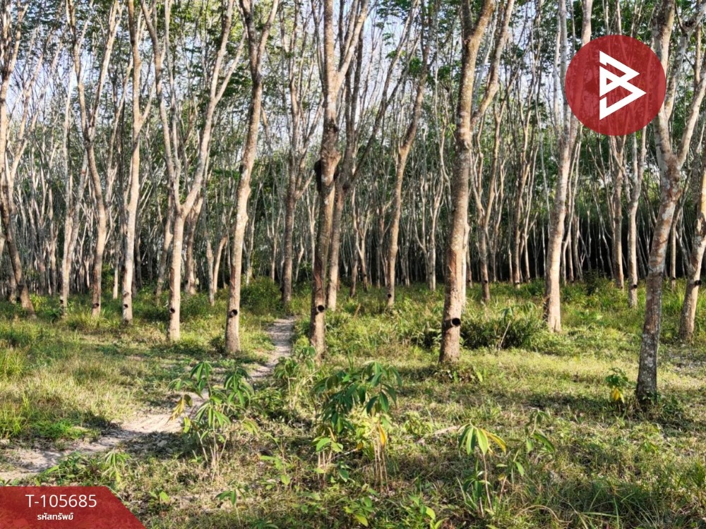 For SaleLandNakhon Si Thammarat : Land for sale with rubber plantations, area of ​​10 rai 2 ngan 98 sq.wah, Bang Khan, Nakhon Si Thammarat