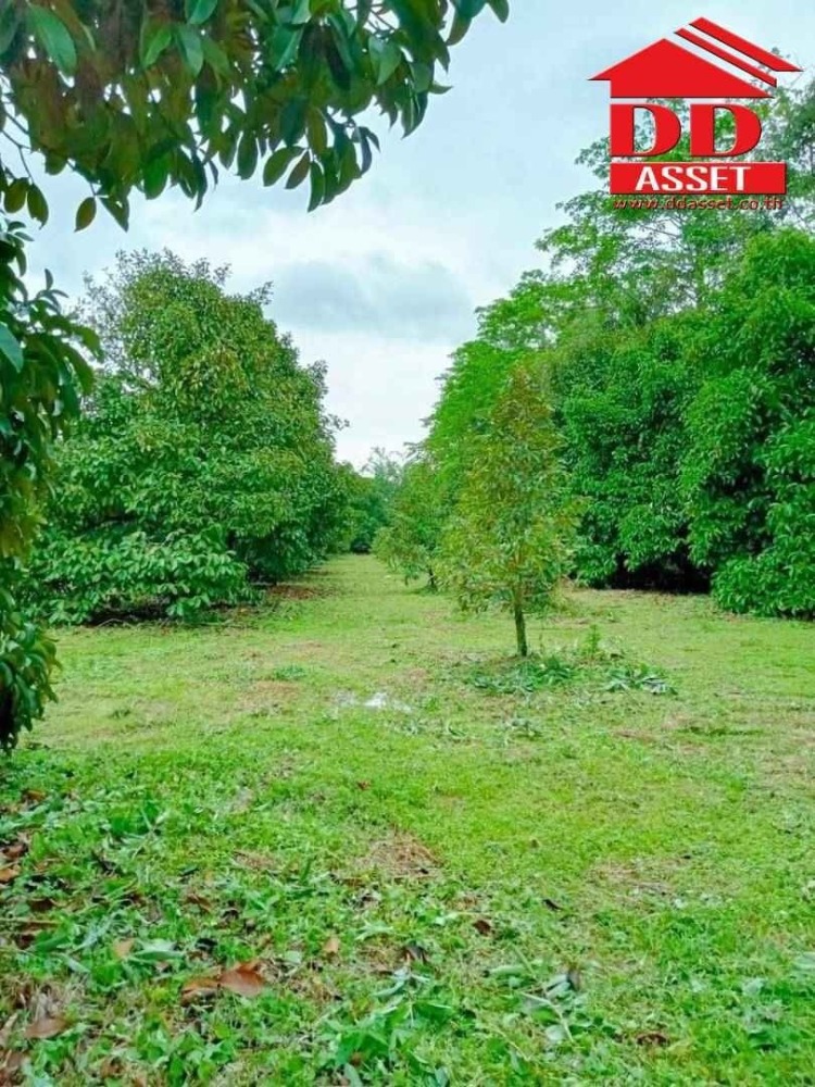 ขายที่ดินจันทบุรี : ขายสวนผสม ทุเรียน มังคุด พร้อมบ้าน อำเภอท่าใหม่ จันทบุรี เนื้อที่ 10ไร่ 18วา ห่างจากถนนใหญ่ที่วิ่งเข้ากรุงเทพเพียง 3 กม. รหัส : L8038