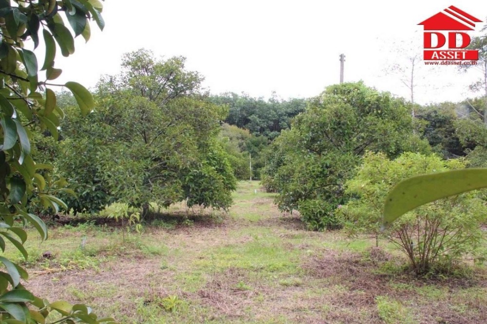 ขายที่ดินจันทบุรี : ขายสวนผสม ทุเรียน มังคุด พร้อมบ้าน อำเภอท่าใหม่ จันทบุรี เนื้อที่ 10ไร่ 18วา ห่างจากถนนใหญ่ที่วิ่งเข้ากรุงเทพเพียง 3 กม. รหัส : L8038