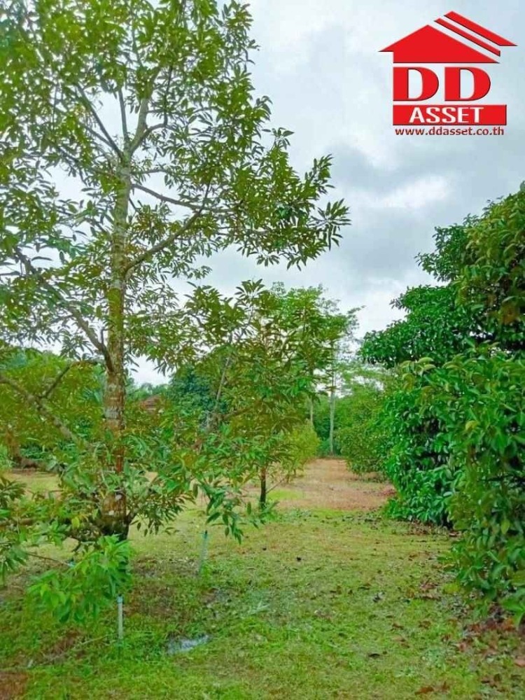 ขายที่ดินจันทบุรี : ขายสวนผสม ทุเรียน มังคุด พร้อมบ้าน อำเภอท่าใหม่ จันทบุรี เนื้อที่ 10ไร่ 18วา ห่างจากถนนใหญ่ที่วิ่งเข้ากรุงเทพเพียง 3 กม. รหัส : L8038