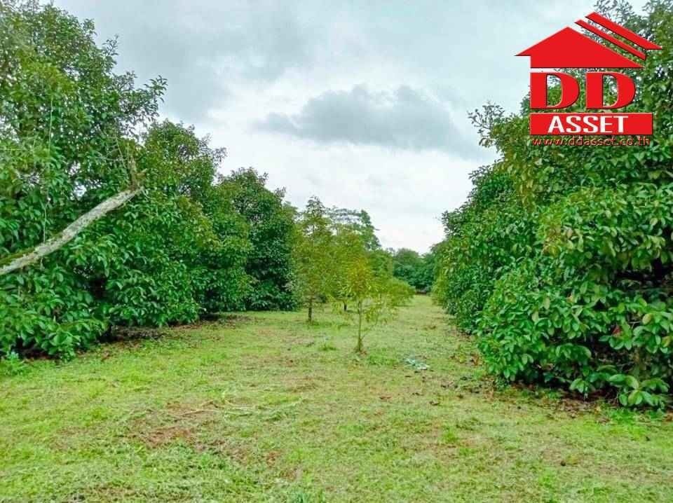 ขายที่ดินจันทบุรี : ขายสวนผสม ทุเรียน มังคุด พร้อมบ้าน อำเภอท่าใหม่ จันทบุรี เนื้อที่ 10ไร่ 18วา ห่างจากถนนใหญ่ที่วิ่งเข้ากรุงเทพเพียง 3 กม. รหัส : L8038