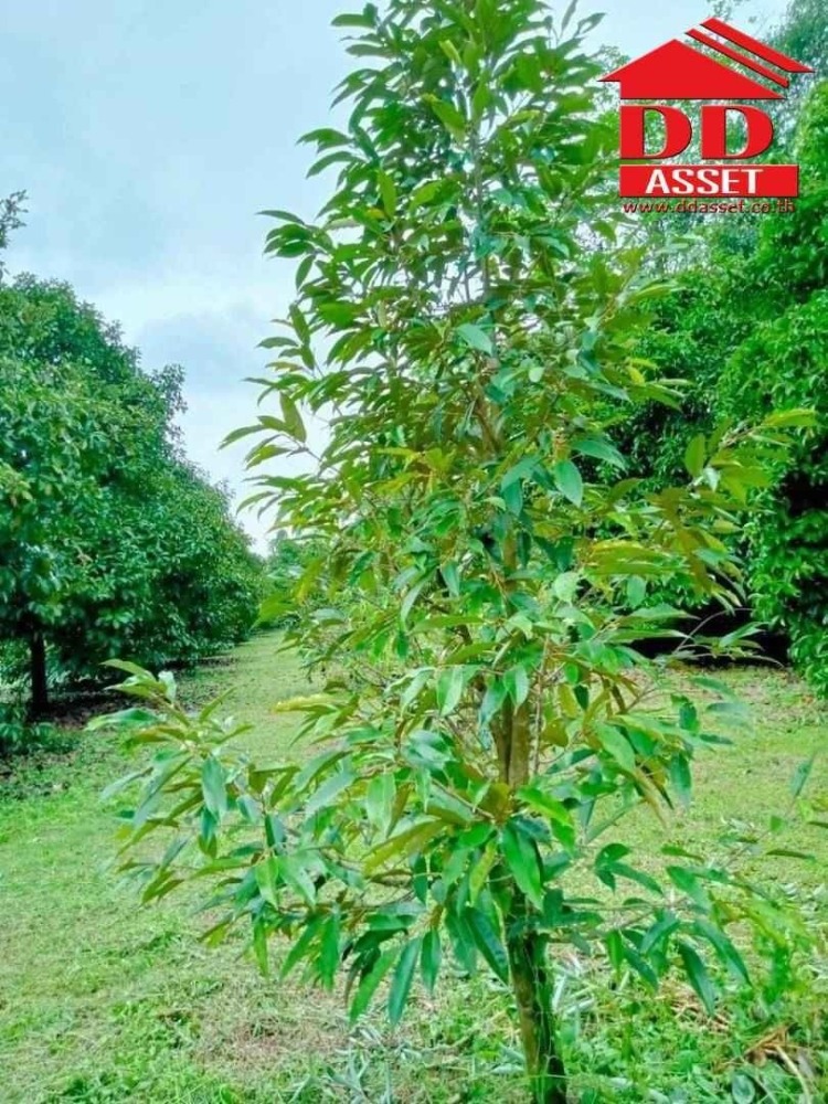 ขายที่ดินจันทบุรี : ขายสวนผสม ทุเรียน มังคุด พร้อมบ้าน อำเภอท่าใหม่ จันทบุรี เนื้อที่ 10ไร่ 18วา ห่างจากถนนใหญ่ที่วิ่งเข้ากรุงเทพเพียง 3 กม. รหัส : L8038