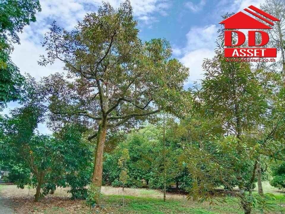 ขายที่ดินจันทบุรี : ขายสวนผสม ทุเรียน มังคุด พร้อมบ้าน อำเภอท่าใหม่ จันทบุรี เนื้อที่ 10ไร่ 18วา ห่างจากถนนใหญ่ที่วิ่งเข้ากรุงเทพเพียง 3 กม. รหัส : L8038
