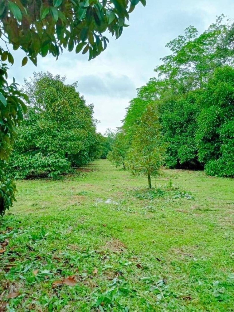 ขายที่ดินจันทบุรี : ขายสวนผสม ทุเรียน มังคุด พร้อมบ้าน อำเภอท่าใหม่ จันทบุรี เนื้อที่ 10ไร่ 18วา ห่างจากถนนใหญ่ที่วิ่งเข้ากรุงเทพเพียง 3 กม. รหัส : L8038