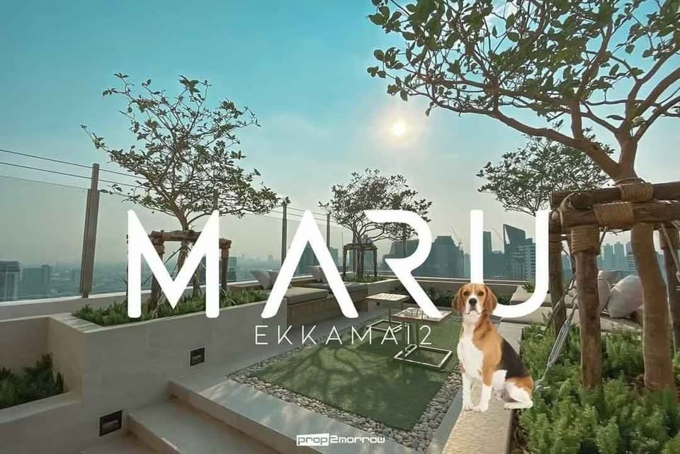 ขายคอนโดสุขุมวิท อโศก ทองหล่อ : Code: KJ4985 (Pet Friendly)  ขาย Maru Ekkamai 2 (มารุ เอกมัย 2) 📲สอบถาม @kjcondo (มี@ข้างหน้าด้วยนะคะ)