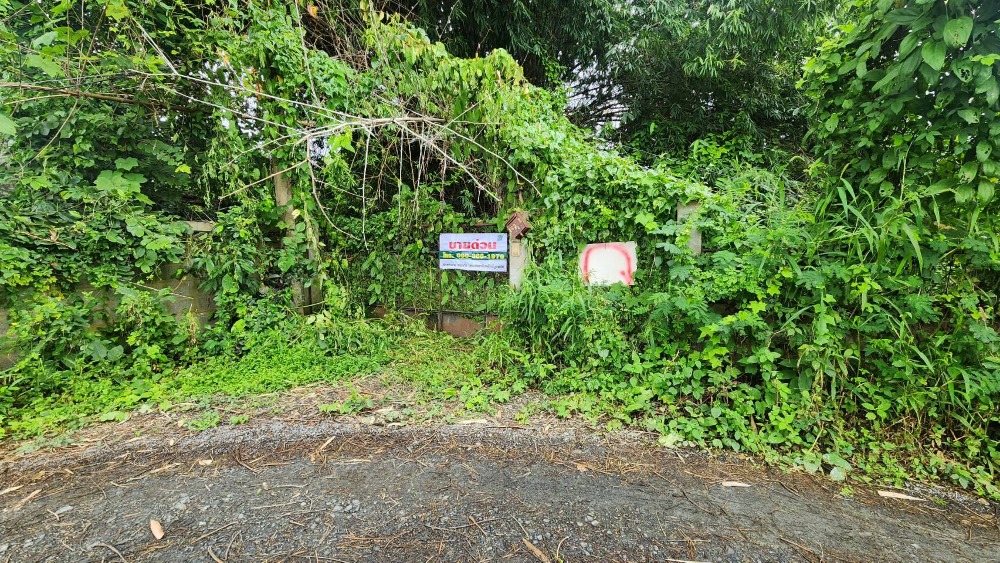 For SaleLandChiang Mai : Mae Rim Land for sale 224 sq.w., San Pong Subdistrict, Chiang Mai, near the Mae Rim Revenue Department