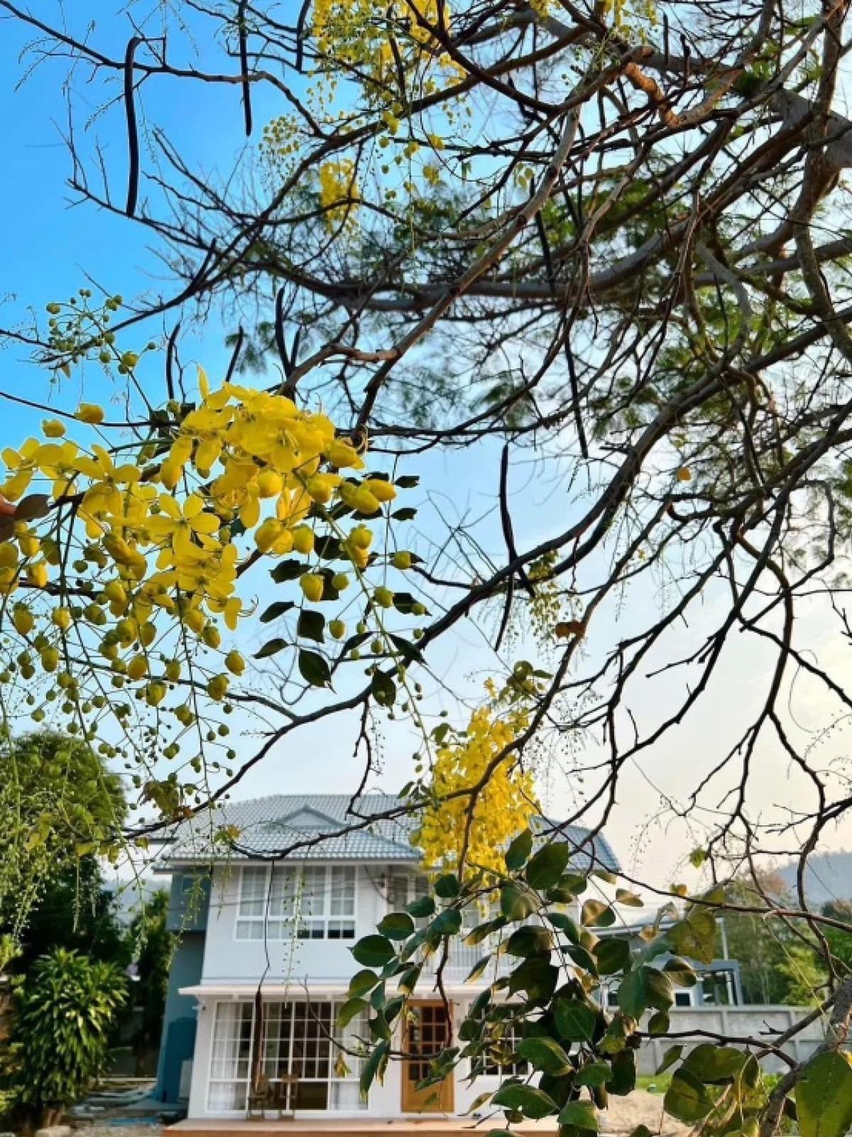 For SaleHouseKanchanaburi : Detached house in Kanchanaburi