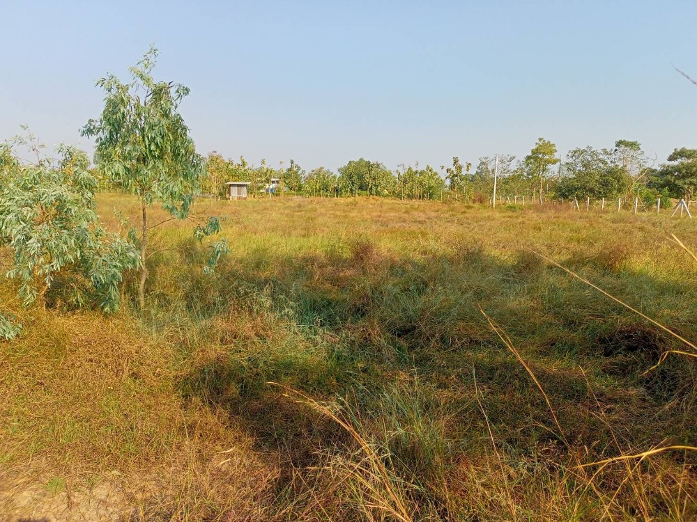 ขายที่ดินสุพรรณบุรี : ขายที่ดินทำเลทอง ตำบลหนองหนองราชวัตร อำเภอหนองหญ้าไซ จังหวัดสุพรรณบุรี