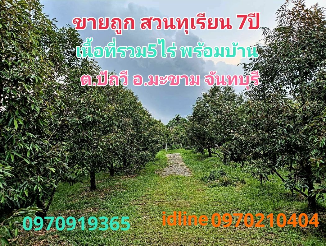 For SaleLandChanthaburi : Land for sale, durian orchard, Chanthaburi, 4 rai, 2 ngan, 35 sq m, already producing, with house/buildings
