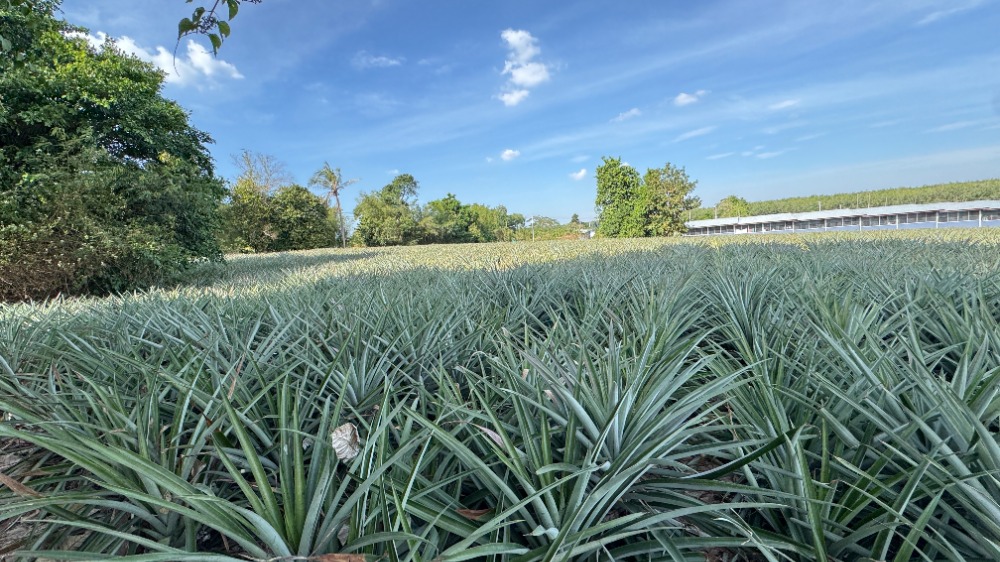 ขายที่ดินระยอง : ขายที่ดินนิคมพัฒนา ระยอง ขนาด 46 ไร่ พื้นที่สีม่วงลาย ใกล้โรงงาน BYD