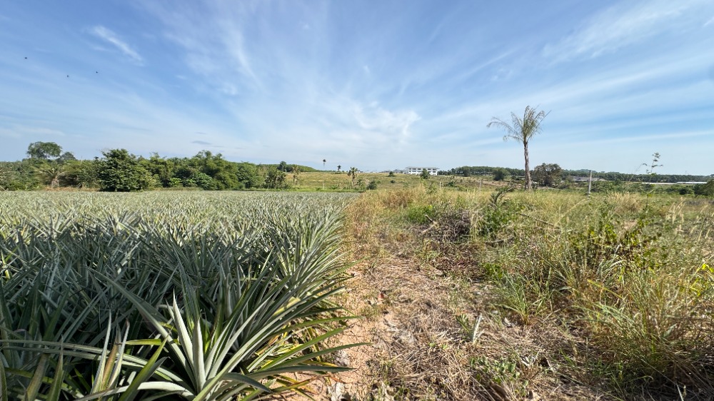 ขายที่ดินระยอง : ขายที่ดินนิคมพัฒนา ระยอง ขนาด 46 ไร่ พื้นที่สีม่วงลาย ใกล้โรงงาน BYD