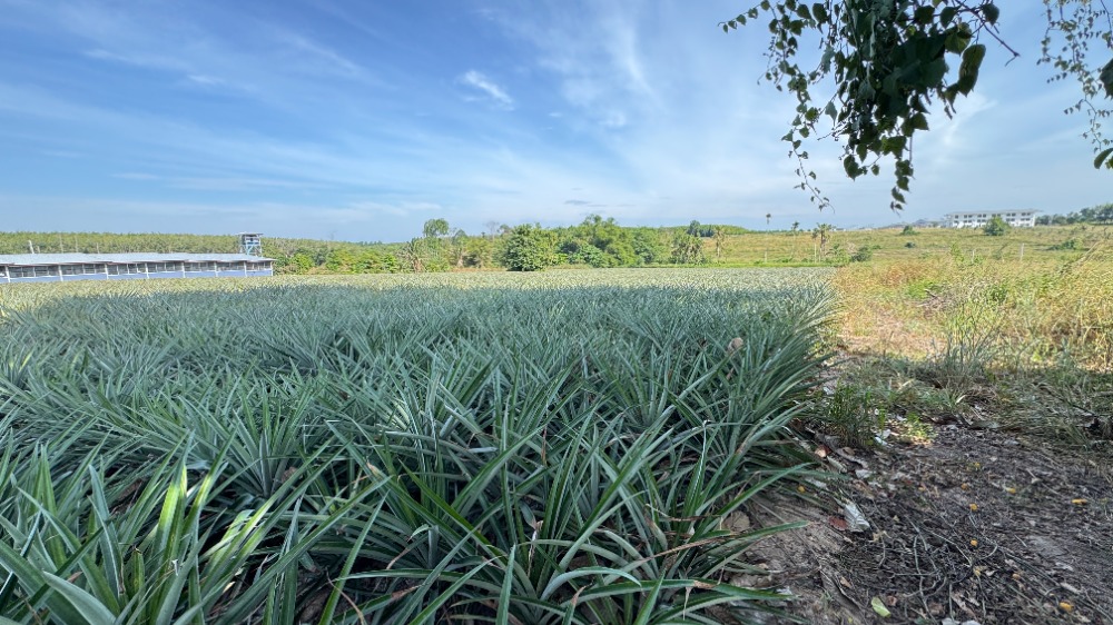 ขายที่ดินระยอง : ขายที่ดินนิคมพัฒนา ระยอง ขนาด 46 ไร่ พื้นที่สีม่วงลาย ใกล้โรงงาน BYD