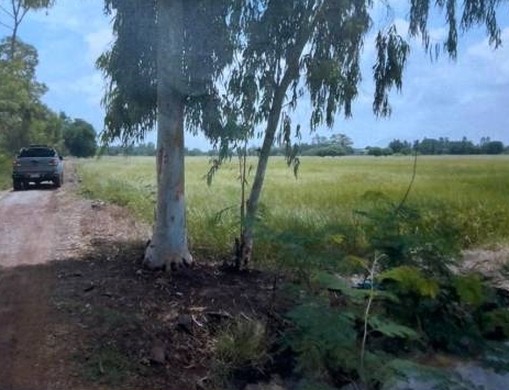 For SaleLandLop Buri : Land for sale, very beautiful, golden location! More than 50 Rai, Ban Mi District, Lop Buri Province