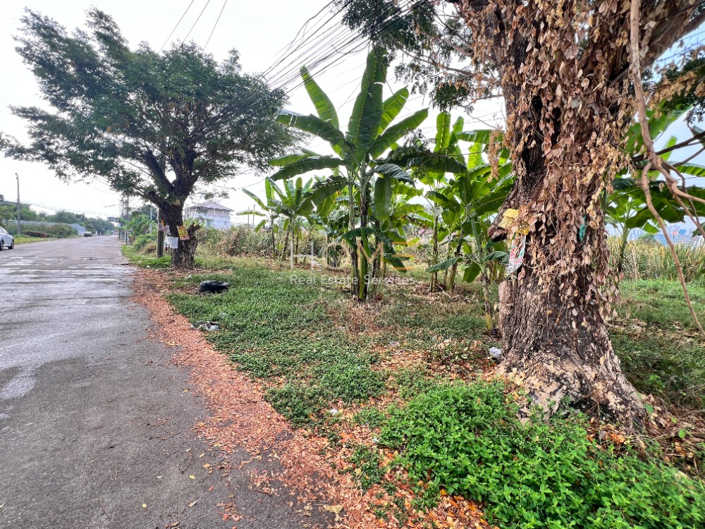 For SaleLandChaengwatana, Muangthong : Land along Khlong Prapa Road / 97 Square Wa (FOR SALE) GAMET597