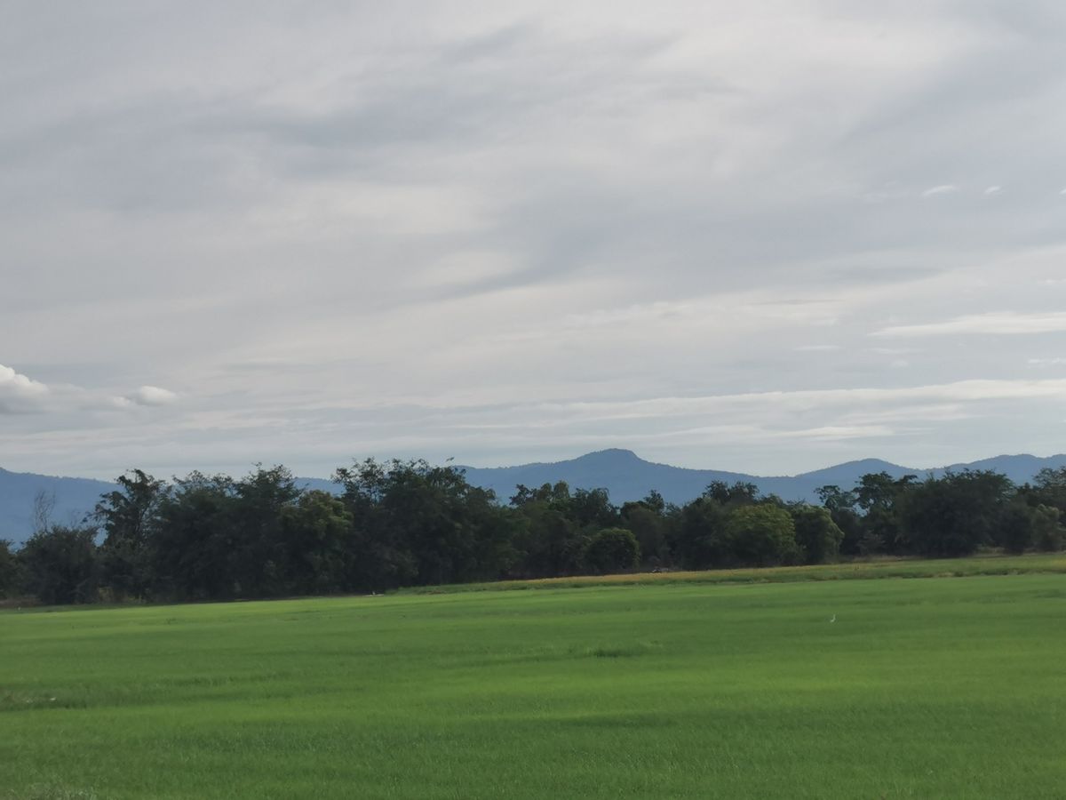 For SaleLandSukhothai : Land for sale 8 rai, Ban Kluai Sukhothai, next to the Khao Luang Road