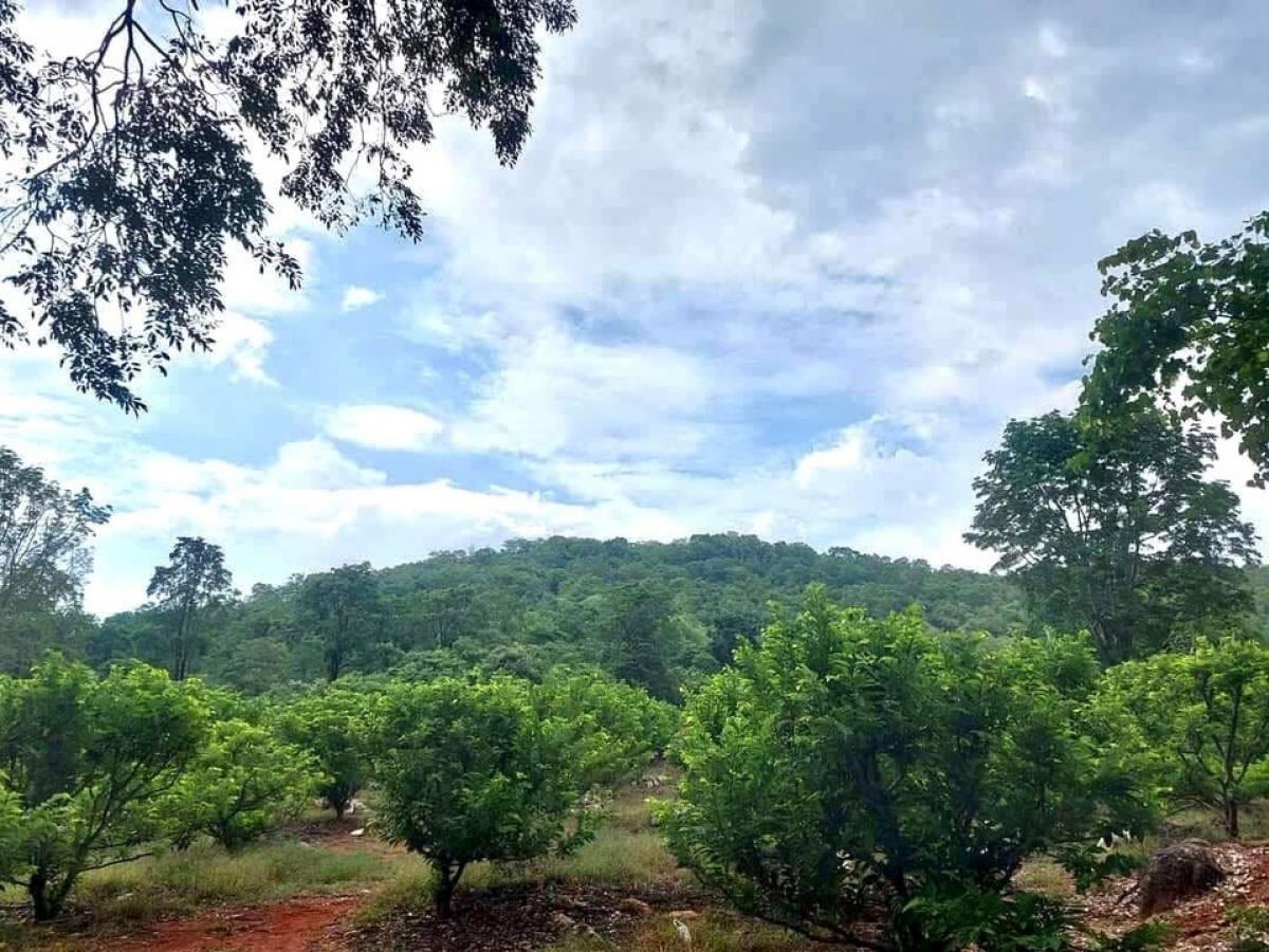 For SaleLandPak Chong KhaoYai : Beautiful land The back is a mountain, Wang Sai, Pakchong, Nakhonratchasima