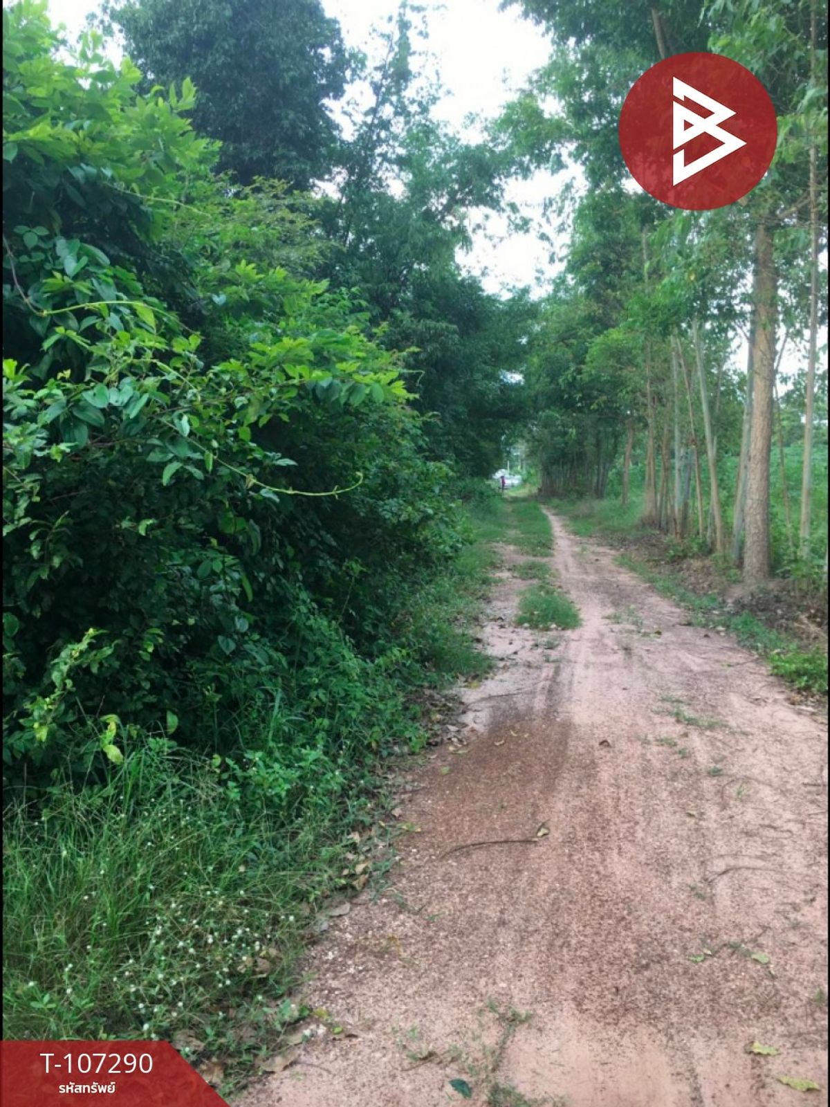 For SaleLandSa Kaeo : Urgent land for sale, area 1 work, 74 sq.wok, Kok Pi, Sa Kaeo