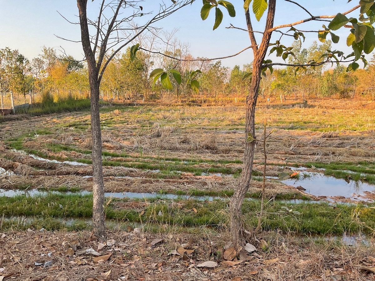 For SaleLandUdon Thani : Quick sale 2 plots of land (total 8 rai) coordinates of Phen District, Udon Thani Province