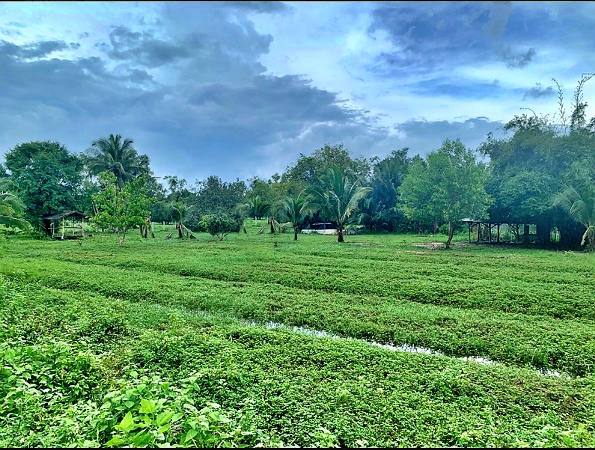 For SaleLandKoh Samui, Surat Thani : Land for sale, very beautiful, cheap