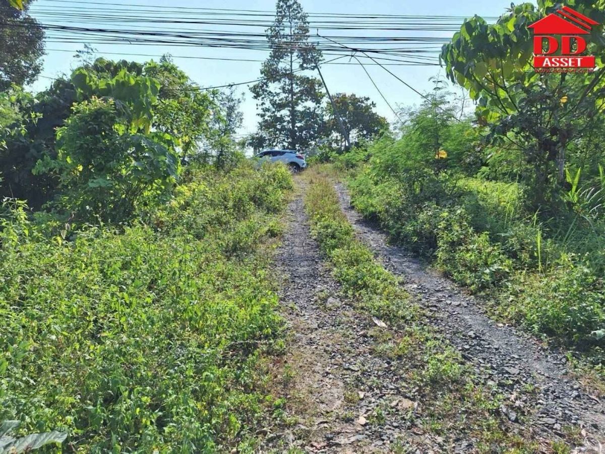 ขายที่ดินชุมพร : ขายที่ดินพร้อมบ้าน ตำบลตะโก ทุ่งตะโก ชุมพร ใกล้สวนนายดำที่ดินแปลงสวย ติดถนน รหัส : L8040