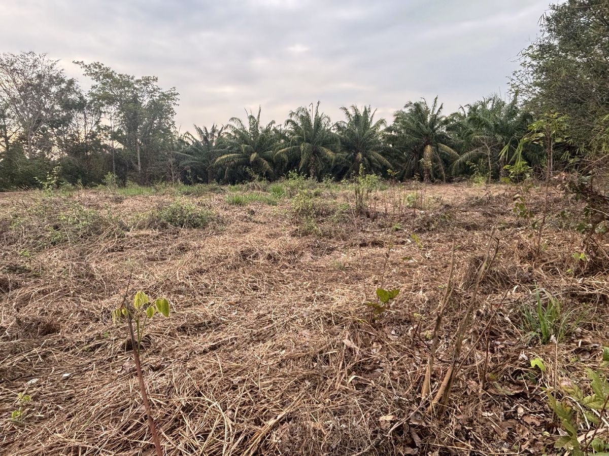 For SaleLandChachoengsao : Land for sale in Lat Krating Subdistrict, Sanam Chai District, Chachoengsao Province